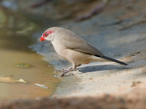 <h3><a href="/trips/gambia/biota/animalia/chordata/aves/040 passeriformes/115 estrildidae/estrilda troglodytes/estrilda troglodytes-en.html">Estrilda&nbsp;troglodytes</a> / Black‑rumped&nbsp;waxbill / Napoleonnetje</h3>OM-1 Mark II with OLYMPUS M.150-400mm F4.5, 1/2000 sec at F4.5, ISO 1000, distance 5.37&nbsp;m